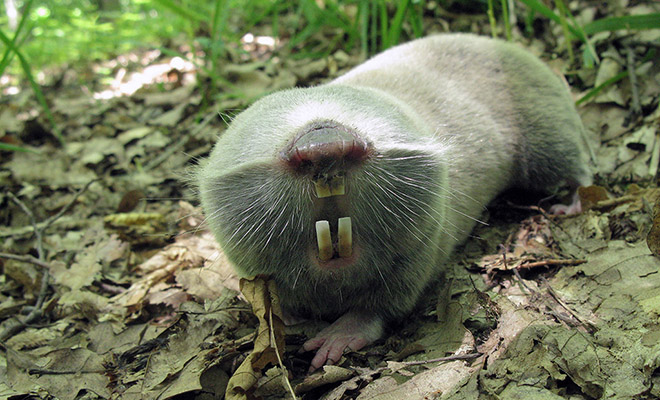 Люди услышали шорох и заглянули под крыльцо, когда оттуда выбежало существо похожее на «живое полено»