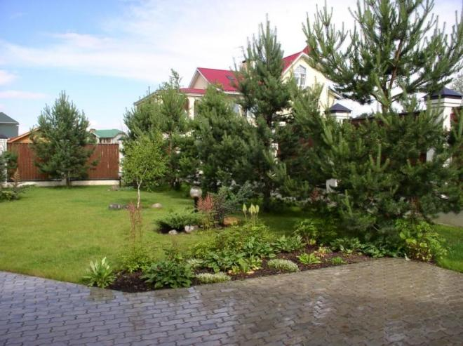 Хвойные растения для сада: выбираем самые неприхотливые культуры (65 фото)