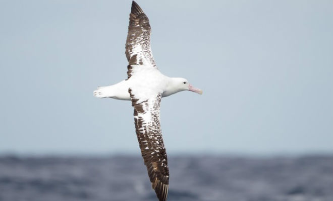 Как спят разные животные: совы лежат клювом вниз