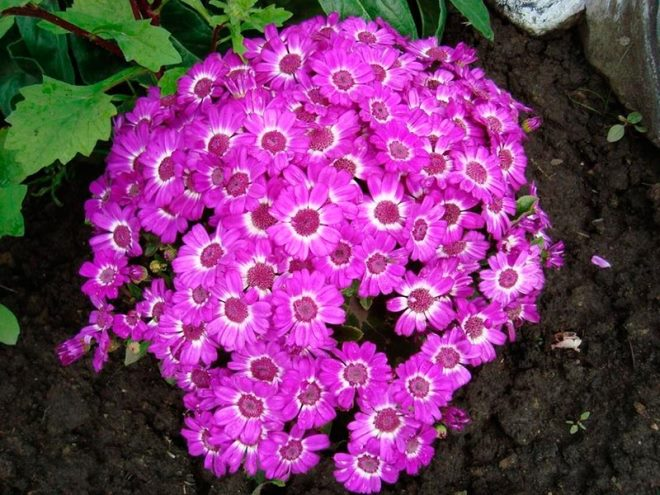 «Седой» цветок или прекрасное комнатное растение цинерария (61 фото)