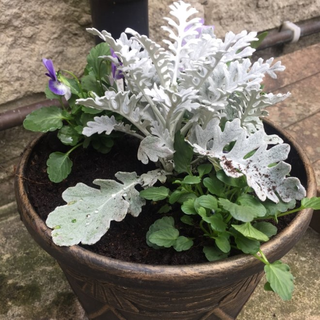 «Седой» цветок или прекрасное комнатное растение цинерария (61 фото)