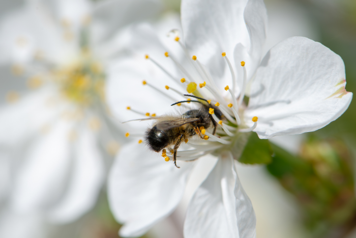 Записки астраханского натуралиста. Для кого цветут сады?