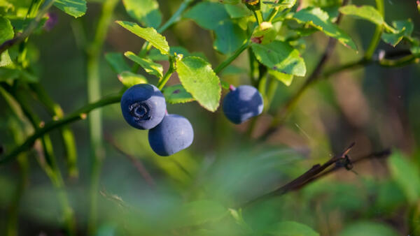 Никакого навоза и золы: как посадить садовую голубику весной, чтобы кусты ломились от ягод