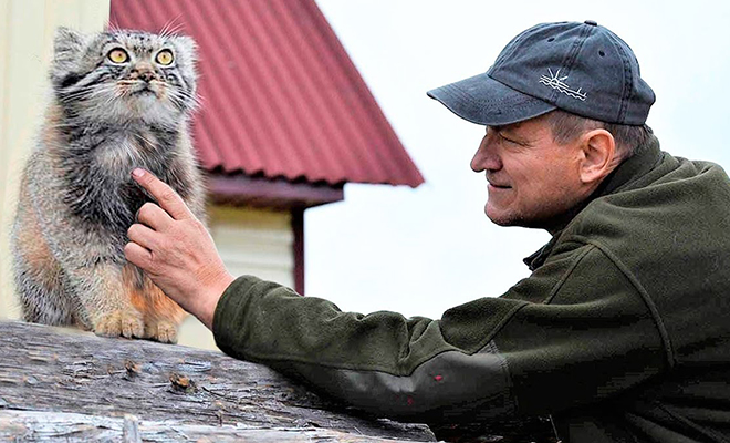 Лесник нашел в лесу котенка, не подозревая о его нраве. Когда к дому пришел медведь, манул просто вышел и прогнал его