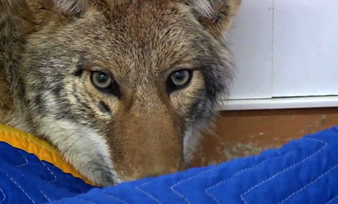 Водитель подобрал пса на обочине и повез к ветеринару. Очень скоро он понял, что на заднем сидении не собака, а волк