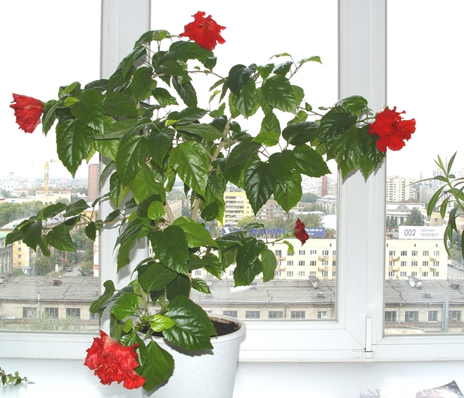 Комнатные растения в интерьере квартиры (112 фото)