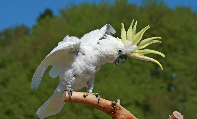 Попугай впал в депрессию и потерял все перья. Мужчина стал с ним танцевать и за 6 месяцев птица снова стала нормальной
