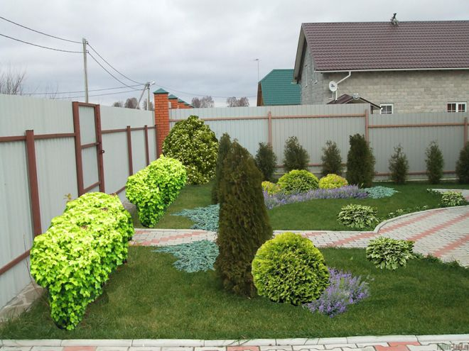 Хвойные растения для сада: выбираем самые неприхотливые культуры (65 фото)