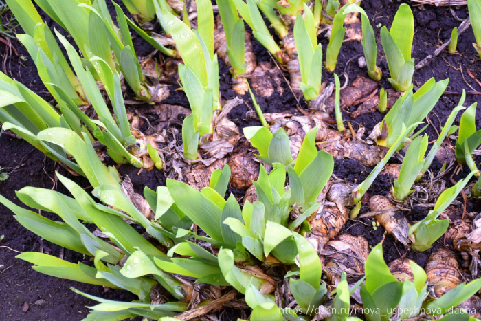 Весенний уход за ирисами: ключевые этапы для пышного цветения