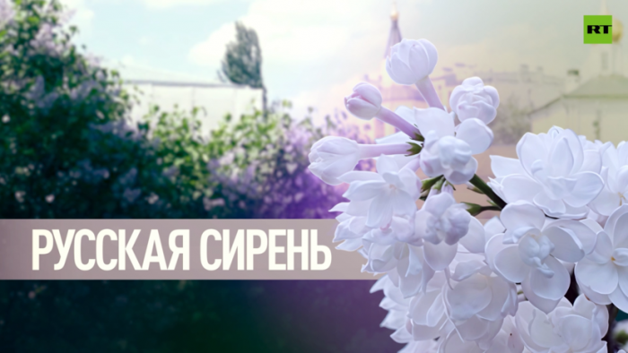 «Мировой шедевр»: как советский автомеханик Леонид Колесников создал феномен русской сирени