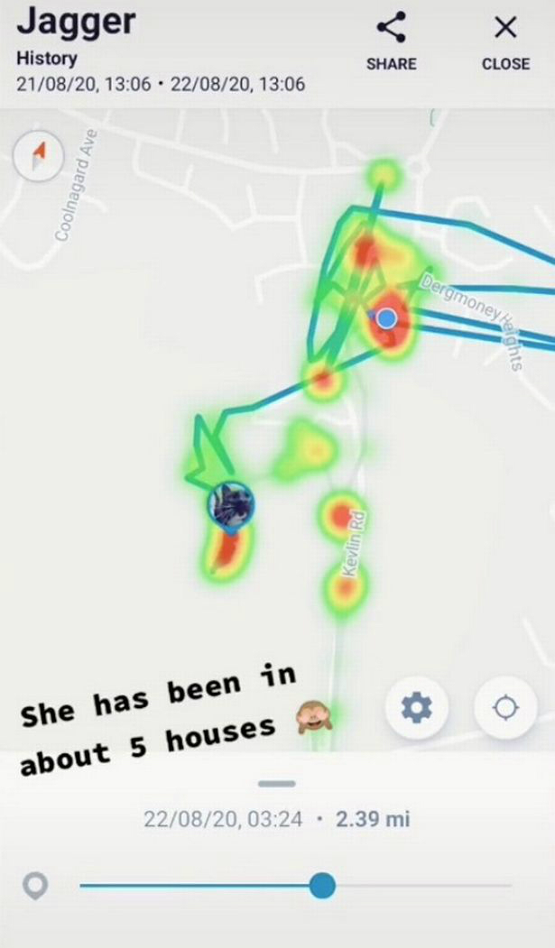 Женщина решила проследить, где гуляет ее кошка. Она надела трекер и обнаружила, что кошка приходит еще в 5 домов