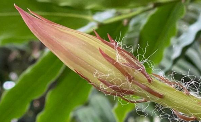 Царица ночи: на видео поймали момент цветения растения, которое происходит лишь одну ночь в году