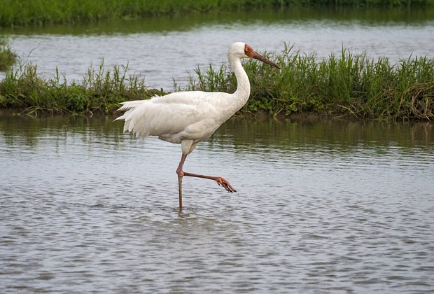 Птицы из Красной книги России: 15 редких видов с фото, места обитания