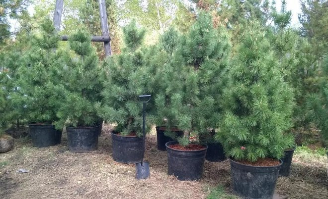 Хвойные растения для сада: выбираем самые неприхотливые культуры (65 фото)