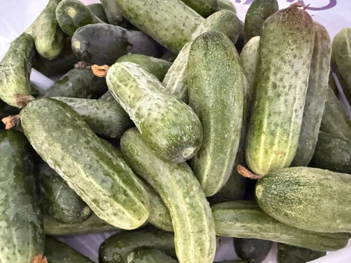 Какие огурцы сажать, чтобы собирать до самой осени: 5 надёжных сортов