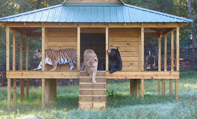 Люди защитили от охотников льва, медведя и тигра. Прошло 15 лет, но они все еще вместе и считают себя семьей