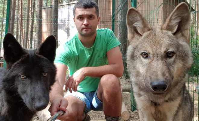 3 года назад мужчина на Урале взял домой волчонка, а со временем стал вожаком стаи волков. Сегодня у него их 5