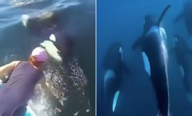 Косатка приплыла к людям в лодке и стала звать за собой в соседнюю бухту: видео