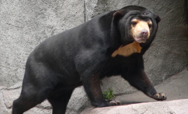 Собака выросла до размеров медведя и просто вышла на улицу, чтобы волки ушли и не возвращались