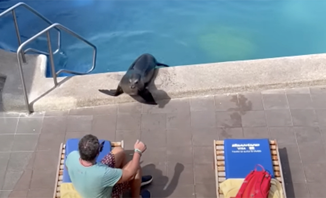 Морской лев пришел в отель, искупался в бассейне, а потом отобрал шезлонг у туриста. Видео