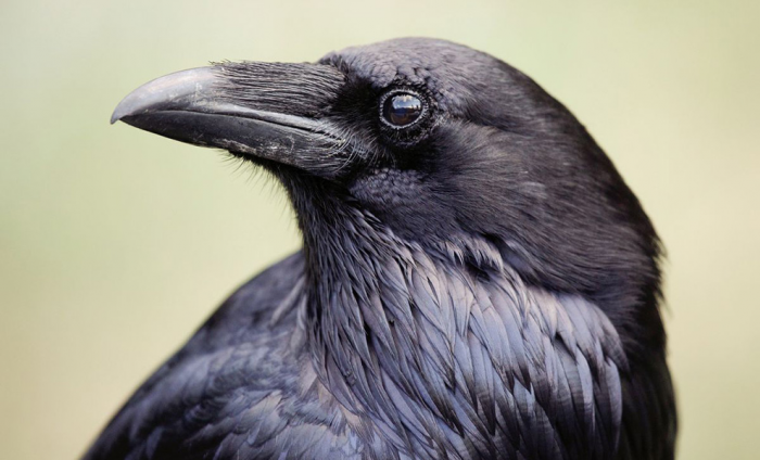 Ворона нашла на дне колбы еду и стала вытаскивать ее с помощью палки