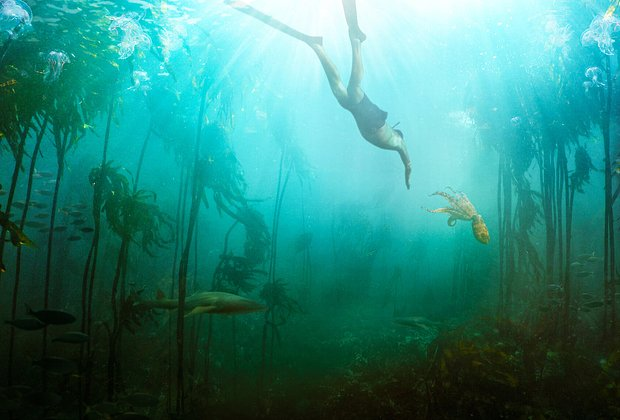 Лучшие фильмы про животных: 15 кинолент с высоким рейтингом