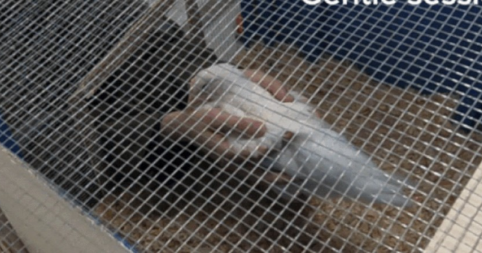 Цыплята выбирают ласку человека — показал эксперимент британских и чилийских учёных