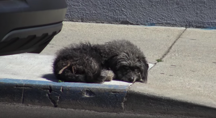 Грустная собака лежала посреди тротуара… Хорошо, что ее все-таки заметили