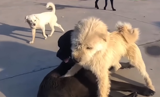 Невзрачный пес стал альфа-вожаком в стае волкодавов. Усмиряет всех одним видом: видео