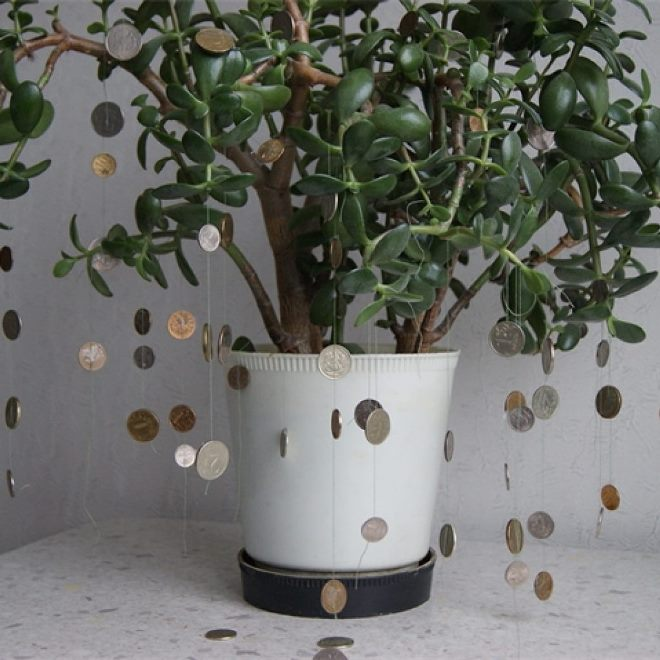 Комнатные растения в интерьере квартиры (112 фото)