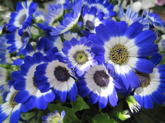 «Седой» цветок или прекрасное комнатное растение цинерария (61 фото)