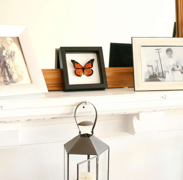 Бабочки для декора (75 фото)