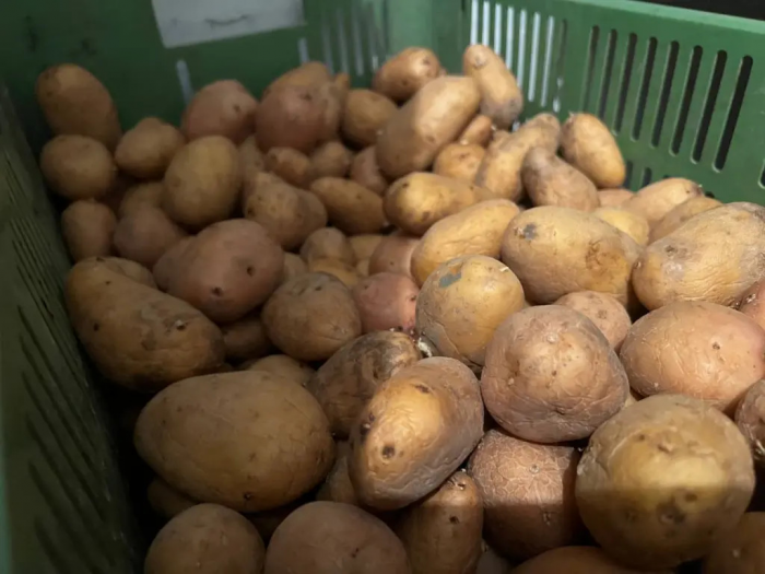 Вредители убегут с участка за версту: добавьте это в лунку — и картошка будет чистая и с кулак