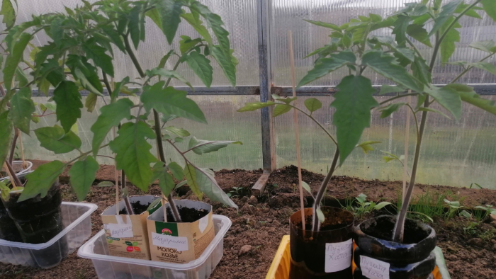 Эффективная весенняя обработка теплицы в три этапа