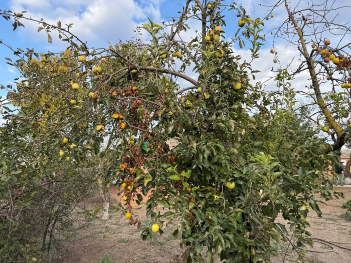 Муравьи и тля пропали моментально на всё лето: простой ловчий пояс из бутылки и масла спасает яблоню