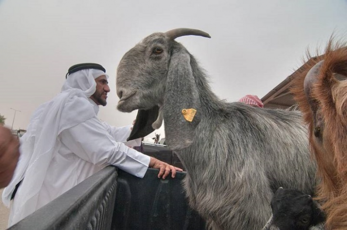 Дамасские козы: странная красота и практическая ценность