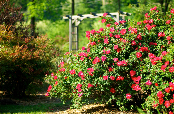 Идеи для сада: простые и оригинальные варианты (65 фото)