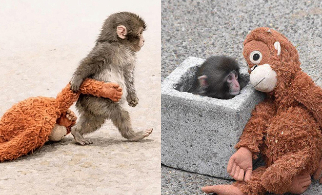 Плюшевая игрушка стала лучшим другом для молодой обезьянки
