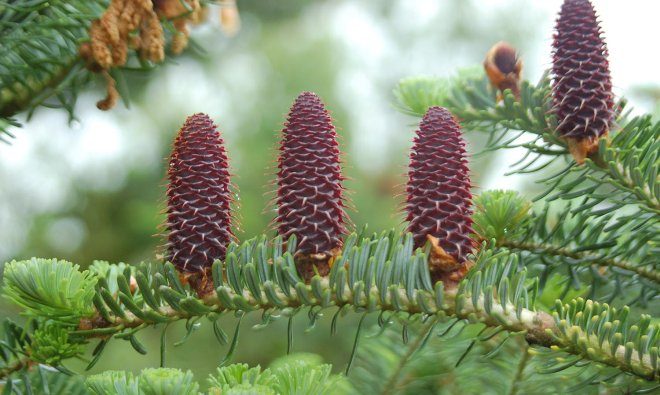 Хвойные растения для сада: выбираем самые неприхотливые культуры (65 фото)