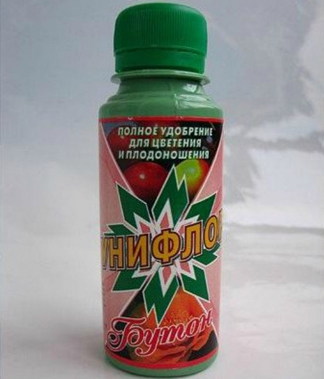 «Седой» цветок или прекрасное комнатное растение цинерария (61 фото)