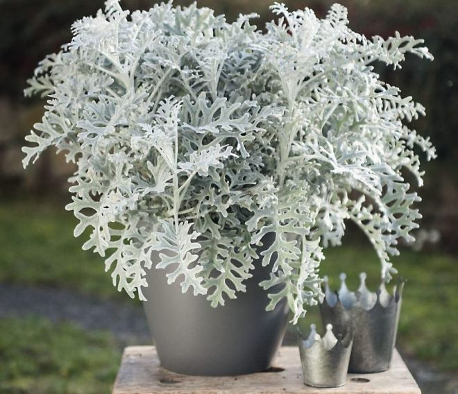 «Седой» цветок или прекрасное комнатное растение цинерария (61 фото)