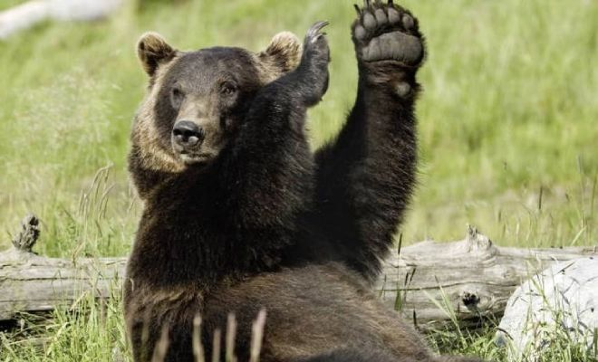 Охотники приехали в тайгу и оставили машину без присмотра: вечером пришел медведь