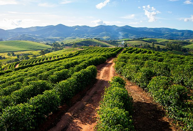 Гид по кофе: как разобраться в сортах и видах напитка. Пошаговые рецепты и тонкости приготовления кофе в домашних условиях