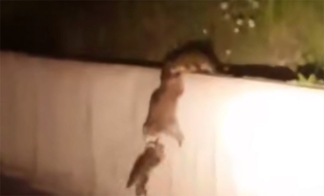 Еноты построили живую цепь, чтобы поднять сородича наверх с дороги