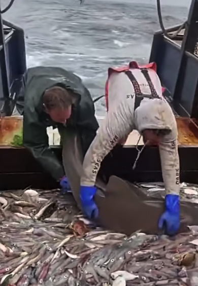 Я не доела: акула попала на рыболовецкое судно и отказалась уходить без обеда