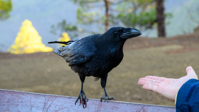 Почему иногда кажется, что животные нас понимают