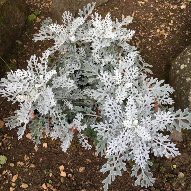 «Седой» цветок или прекрасное комнатное растение цинерария (61 фото)