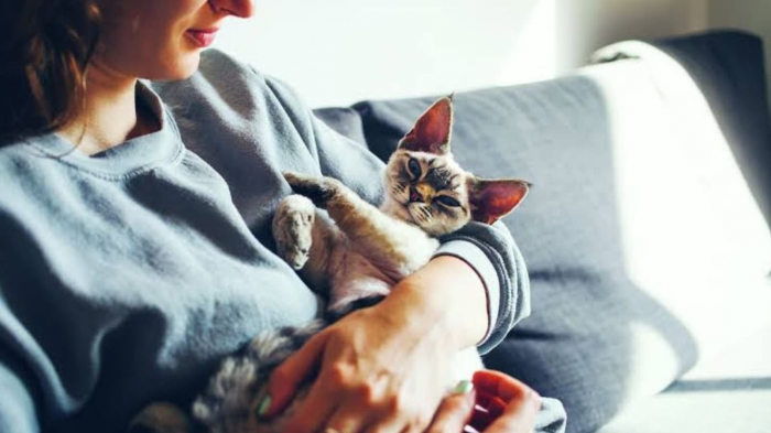 Люди, которые любят кошек, обладают этими особыми чертами характера