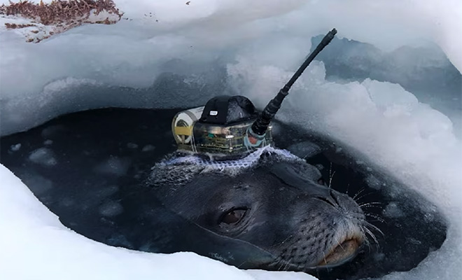Подо льдами Антарктиды есть сложная сеть тоннелей. Их хотят начать исследовать