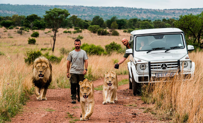 Лесник из заповедника жил рядом со львами, а через несколько лет они приняли его в стаю